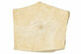 Jurassic Brittle Star Fossil - Solnhofen #256673-1